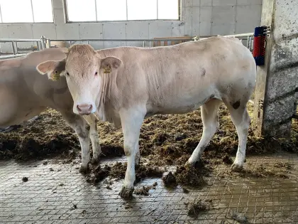 Blonde d’Aquitaine Zuchtstiere