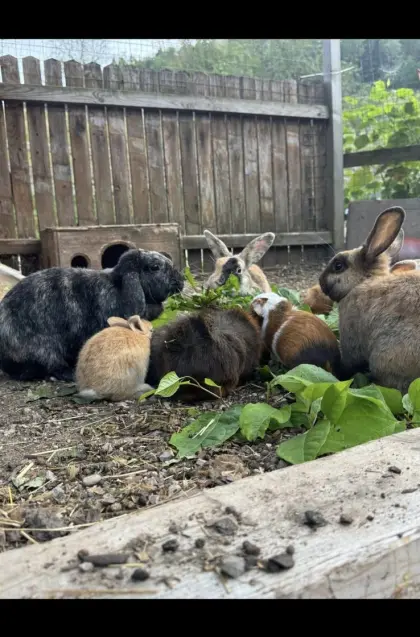 Meerschweinchen