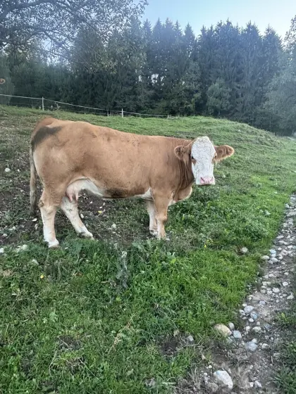 FV Mutterkuh