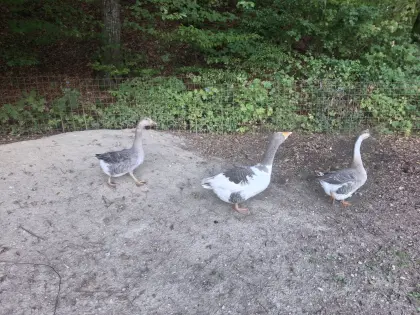 Gänsedame vom Frühjahr