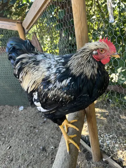 Barnevelder Hahn