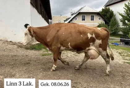 Bio Fleckviehkuh