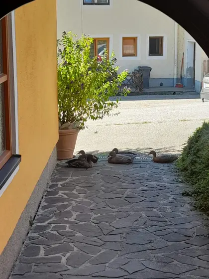Laufenten
