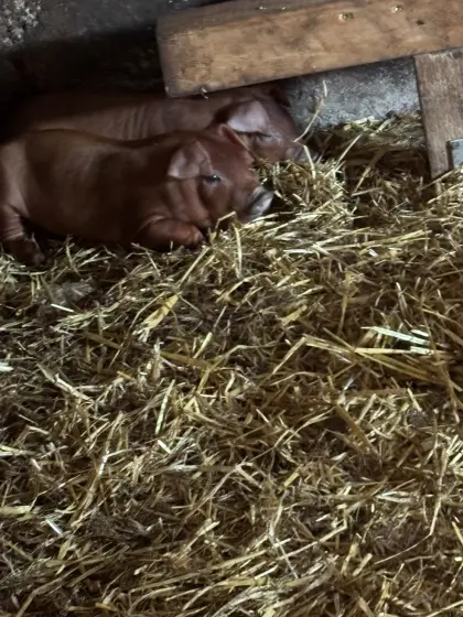 Duroc-Ferkel