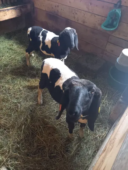 2 Tscheggen-Widder