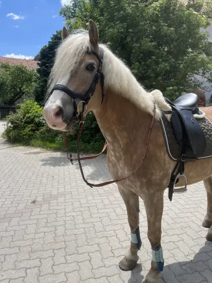 Haflinger-Wallach