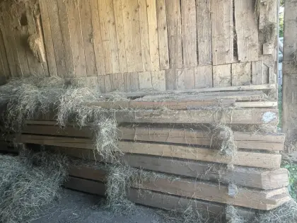 Altholz