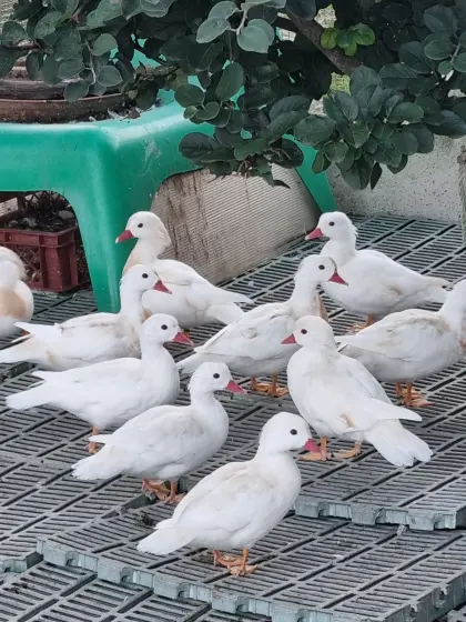 Mandarinenten weiß