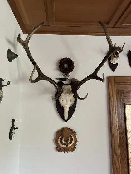 18 kleinere Geweihe und 1 Hirschgeweih
