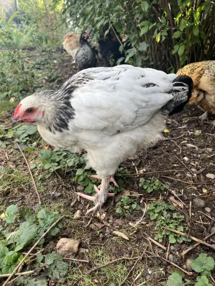 Mix-Hahn, Marans, Brahma, Hahn, Huhn, Henne, Hühner, Küken