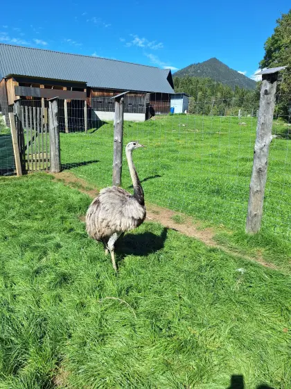 Nandu