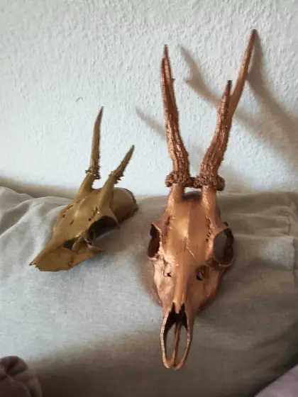 Verkaufe meine Sammlung an Geweihen