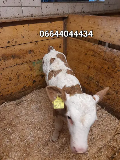 BIO FV Kalb