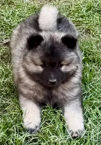 Wunderschöne Wolfsspitzwelpen (Spitz)