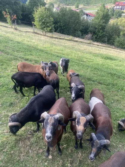 Kamerunschaf-Bock