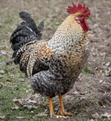 Rassegeflügel, Bielefelder Kennhuhn Hahn