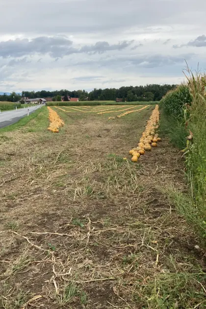 Kürbiskerne ggA Ernte 26