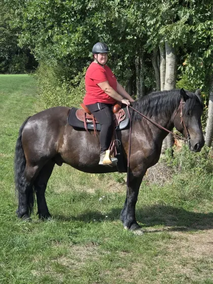 6-jähriger Noriker-Wallach