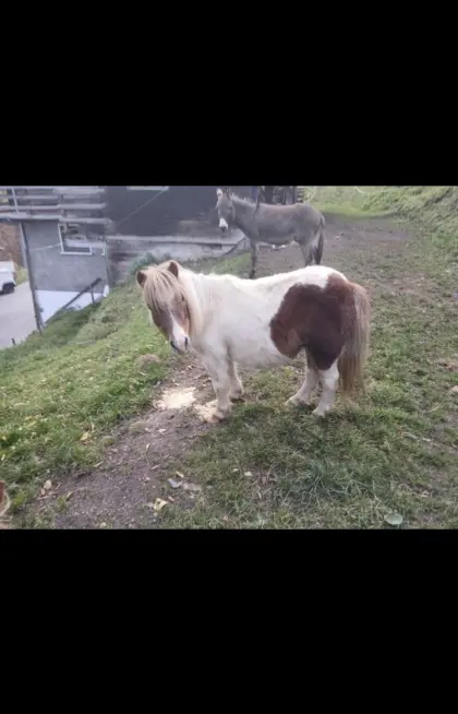 Pony-Stute