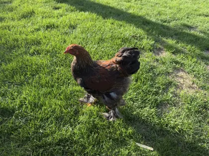 Brahma-Hahn
