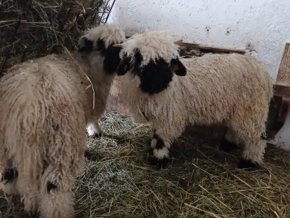 Walliser Schwarznasen-Widder Herdebuch