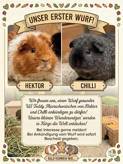 Meerschweinchen