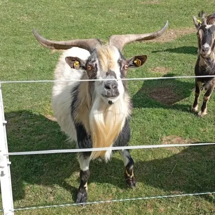 Zwergziegenbock