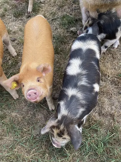 Kunekune