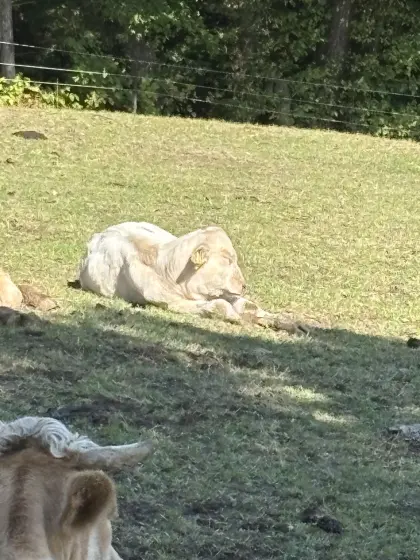 Charolais-Kalbinnen