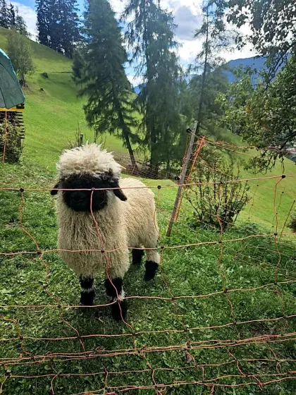 Walliser Schwarznasen-Widder