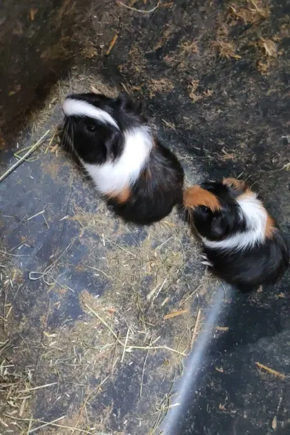 Meerschweinchen, männlich