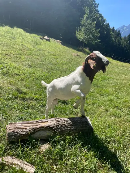 Burenziegenbock