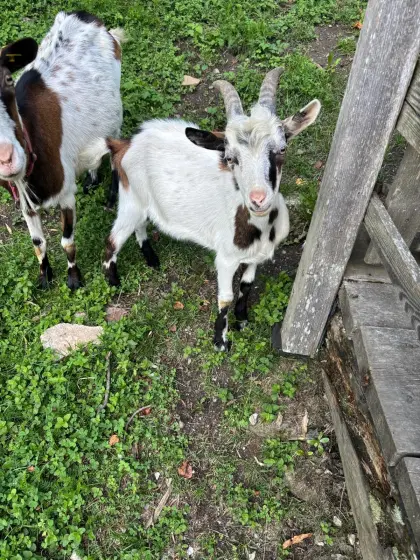 Ziegenbock