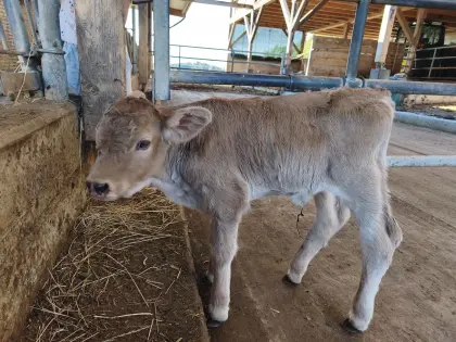 Murbodner Kalb, weiblich