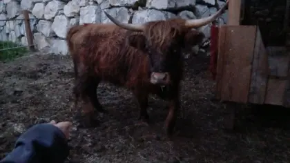 Mini Highland, Mini Hochland Mutterkuh