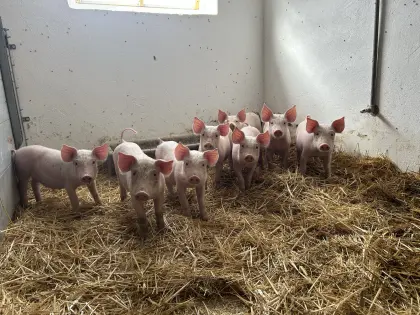 Kreuzungsferkel