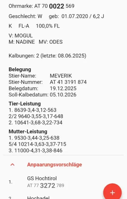Verkaufe 3 hochträchtige Fleckvieh-Kühe