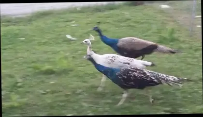 Pfau