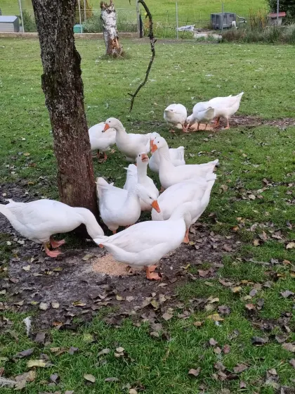 Gänse