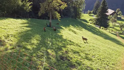 Gemsfarbige Gebirgsziege
