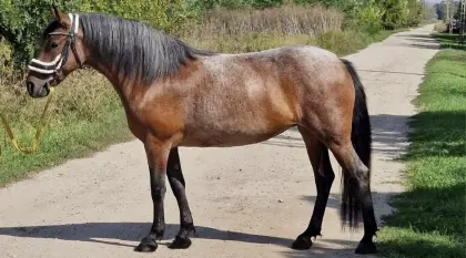 Kinderpony, Reitpony
