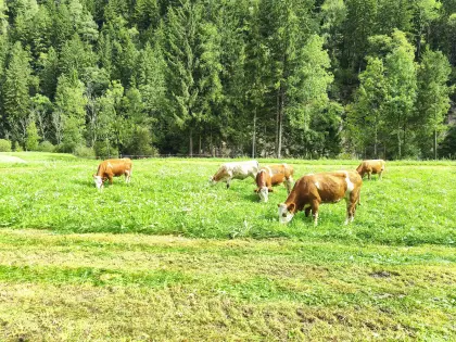 Fleckviehkalbinnen Bio