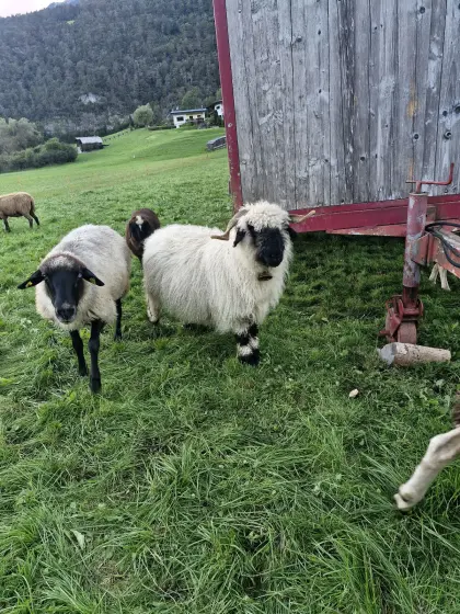 Walliser Schwarznasenschaf