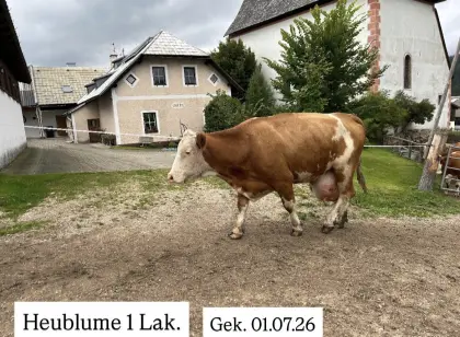 Bio Fleckviehkuh