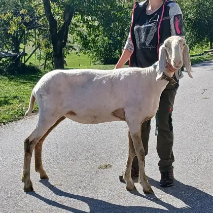 Bergschaf Kälber