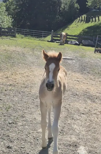 Scarlett-KE, Haflinger Stute