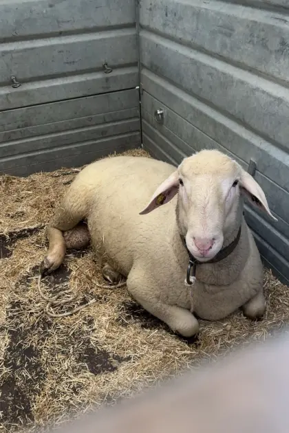 Merino-Widder