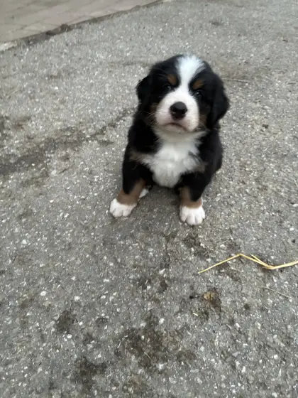 Berner Sennenhund Swissydog Welpen