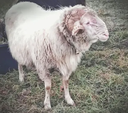 Montafoner Steinschaf Widder