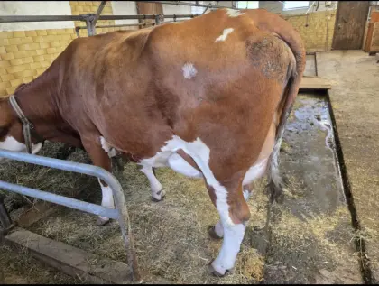 Kuh in Milch